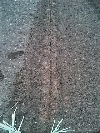 種　撒き　溝